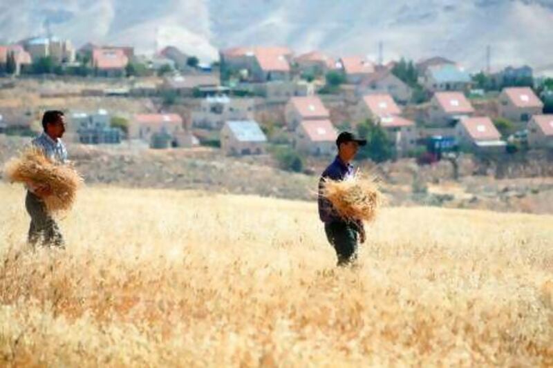 The decision by Denmark and South Africa to ban "Made in Israel" labels is unlikely to be more than a symbolic victory for Palestinian workers, whose harvests, such as this wheat crop, could have been mislabelled. Musa Al Shaer / AFP
