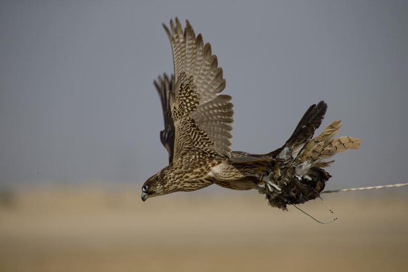 The Fazza Championship for Falconry kicks off on Saturday at Meydan racecourse. Courtesy Hamdan bin Mohammed Heritage Centre