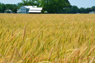 TAJ182 Looking across a wheat field in a small rural town. Alamy