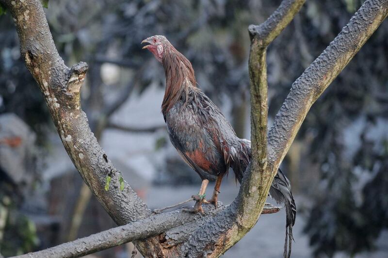 A rooster crows as he is covered in ash from Taal Volcano's eruption Monday. AP Photo