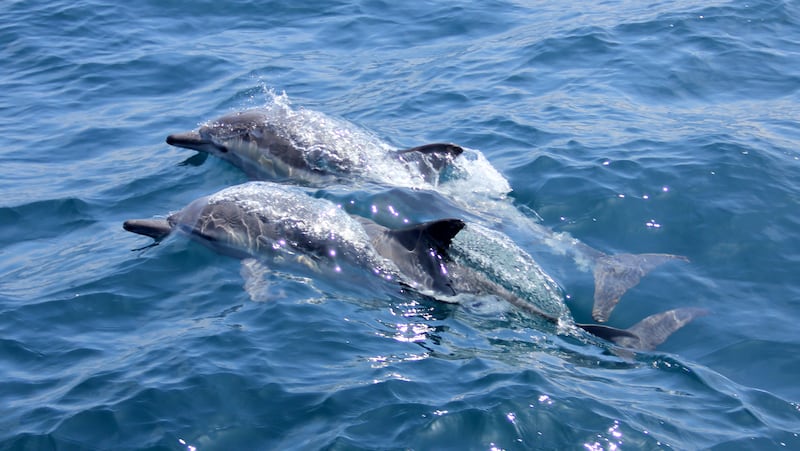 5. Spot dolphins in Salalah on Oman's south coast. Photo: Unsplash