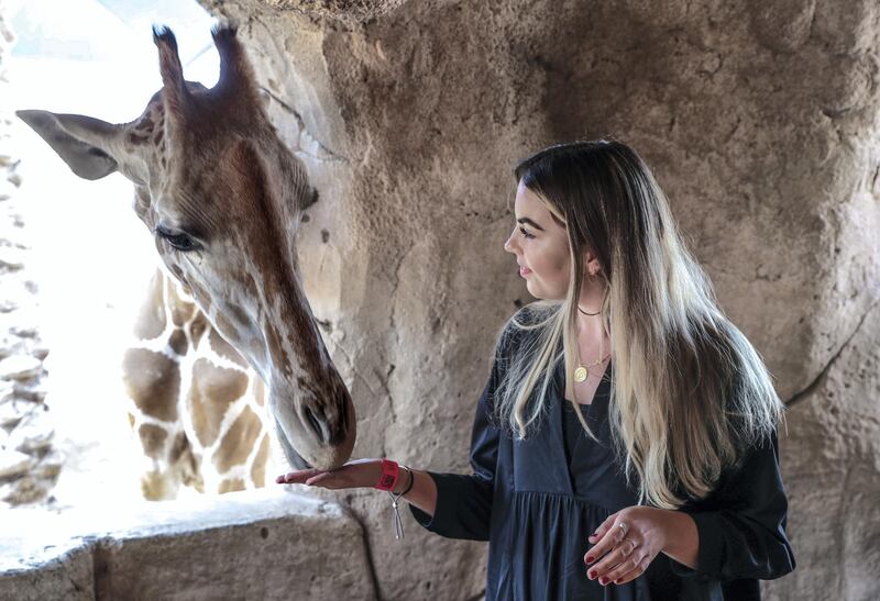Abu Dhabi, United Arab Emirates, August 4, 2019.  Breakfast with giraffes at the Emirates Park Zoo. —  Sophie Prideaux feeds Amy after gaining her trust during breakfast.
 Victor Besa/The National
Section:  NA
Reporter:  Sophie Prideaux