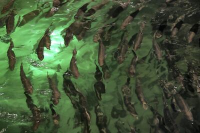 DUBAI , UNITED ARAB EMIRATES , March 27 – 2019 :- Salmon fishes at the Fish Farm in Jebel Ali Free Zone in Dubai. ( Pawan Singh / The National ) For Business/Instagarm/Big Picture. Story by Sarah