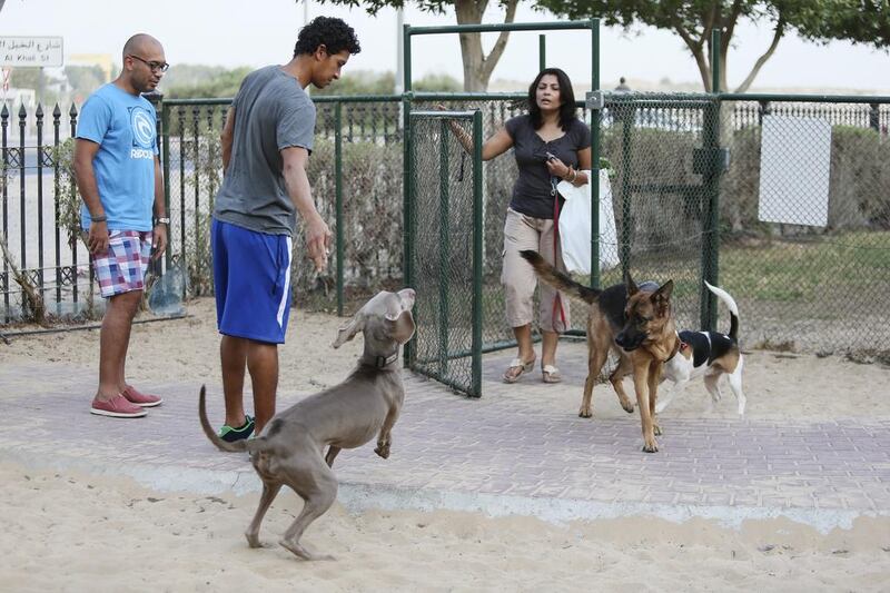 Veterinarians say dogs should be given exercise in the early morning and after sunset in summer. Sarah Dea / The National 