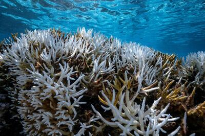 FRENCH POLYNESIA - SOCIETY ARCHIPELAGO - MAY 09: A view of major bleaching on the coral reefs of the Society Islands on May 9, 2019 in Moorea, French Polynesia.  Major bleaching is currently occurring on the coral reefs of the Society Islands in French Polynesia. The marine biologist teams of CRIOBE (Centre for Island Research and Environmental Observatory) are specialists in the study of coral ecosystems. They are currently working on ‚Äúresilient corals‚Äù, The teams of PhD Laetitia Hv©douin identify, mark and perform genetic analysis of corals, which are not impacted by thermal stress. They then produce coral cuttings which are grown in a ‚Äúcoral nursery‚Äù and compared to other colonies studying the resilience capacity of coral. (Photo by Alexis Rosenfeld/Getty Images).