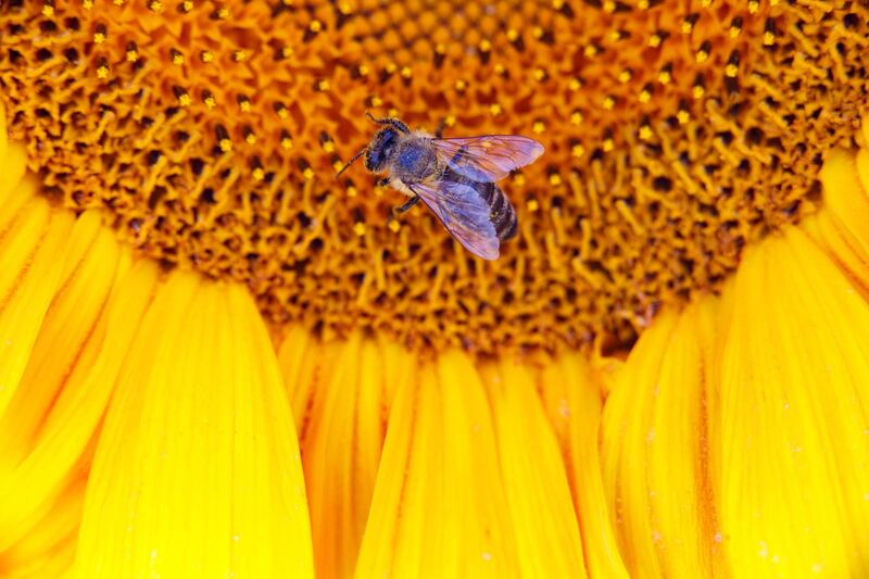 A bee collects pollen from a blossoming sunflower in a field near Nagykanizsa, Hungary.  EPA