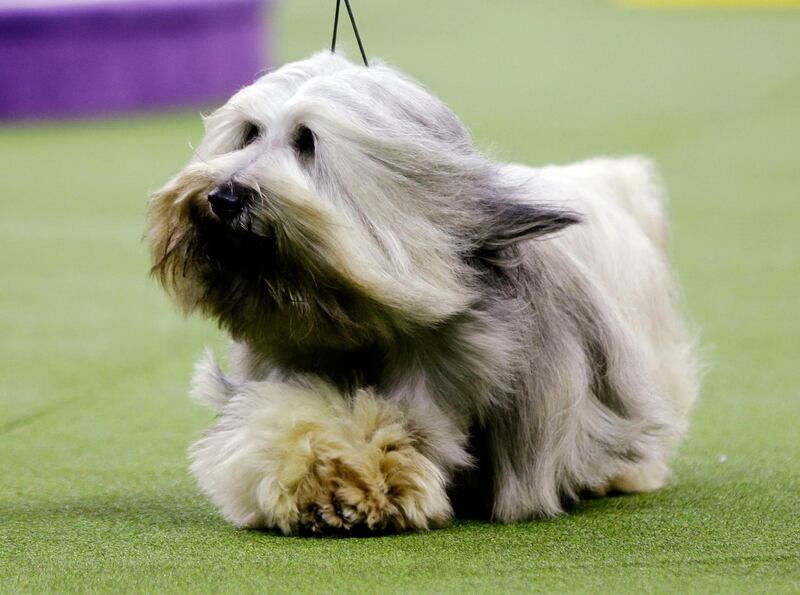 Murphy, a Skye terrier competes with the terrier group at the 143rd Westminster Kennel Club Dog Show Tuesday, Feb. 12, 2019, in New York. Wilma, a boxer, won the working group. King, a wire fox terrier, won the group. Photo: AP