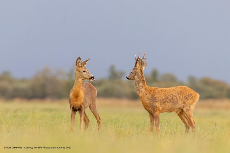 'It's too late Roebuck, too late': Two Roebuck deer are captured in Estonia, with one poking a tongue out at the other. Alvin Tarkmees / Comedy Wildlife Photo Awards 2020
