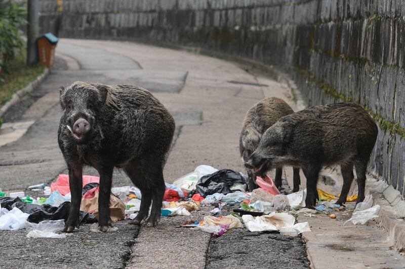 Wild boars feed from rubbish bins in the luxury residential district of the Peak in Hong Kong, China.  EPA 