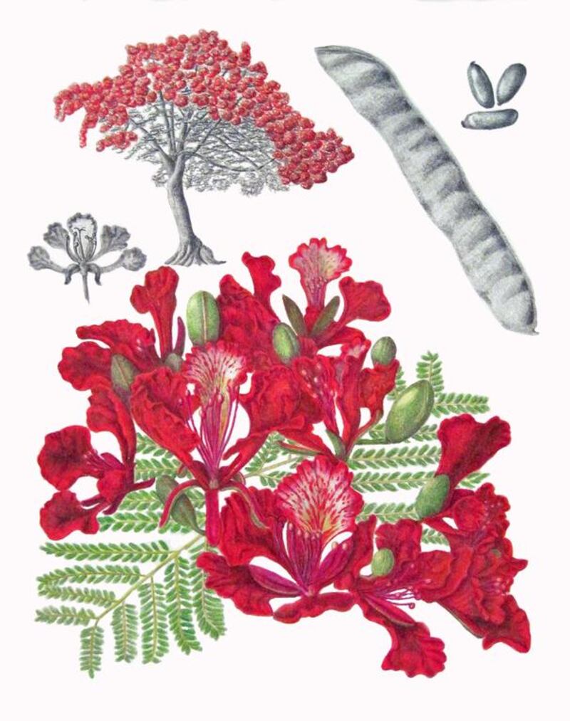 Delonix regia aka the flame tree. Kathleen Konicek-Moran for The National 