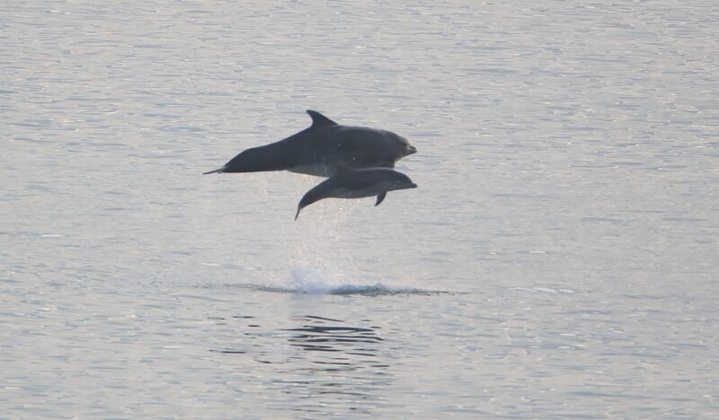 Bottlenose dolphins off England's north-east coast. PA