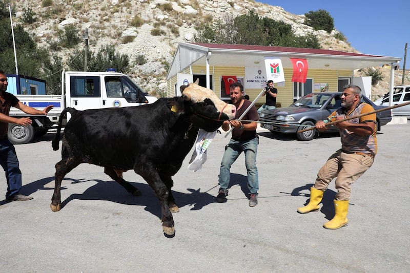 A shepherd pulls a sacrificial cow at a livestock market in Ankara. AFP