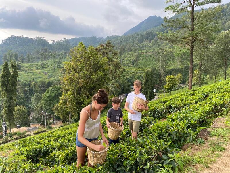 Tea picking outside Nuwera Eliya in central Sri Lanka. Photo: Christine Harding