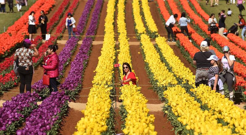 A visitor poses among the tulips at the Tesselaar Tulip Festival at Silvan in the Dandenong Ranges on the outskirts of Melbourne, Australia. William West/AFP