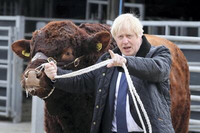 Britain's Prime Minister Boris Johnson (R) tries to walk a bull during a visit to Darnford Farm in Banchory near Aberdeen in Scotland on September 6, 2019. - Prime Minister Boris Johnson heads to Scotland on Friday in campaign mode despite failing to call an early election after MPs this week thwarted his hardline Brexit strategy. (Photo by Andrew Milligan / POOL / AFP)