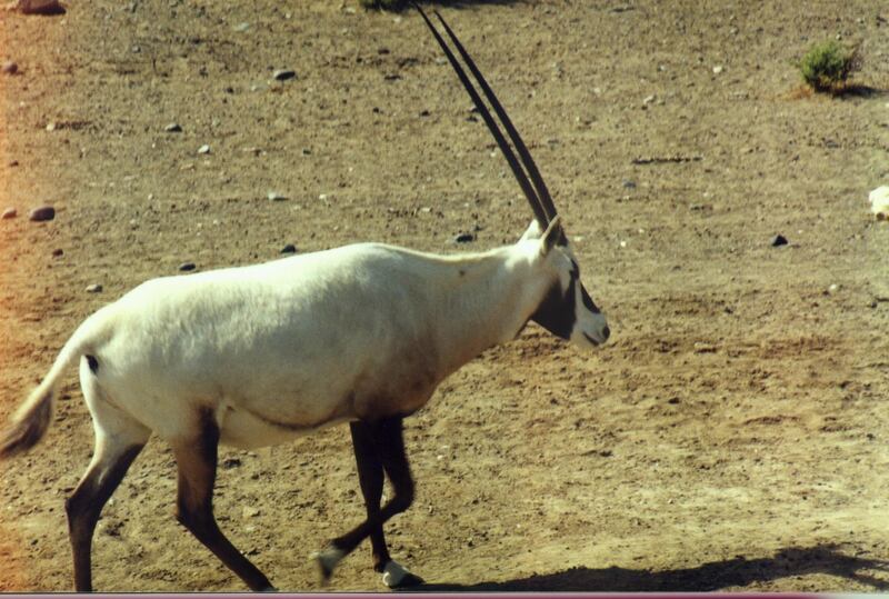 An Arabian oryx pictured at Oman's Al Kamil Wal Wafi park. Saleh Al Shaibany for The National