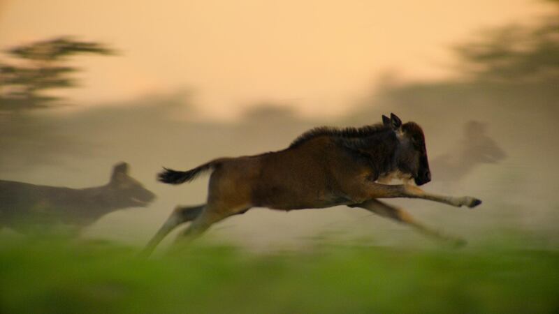 A wildebeest calf at full speed racing away from hunting dogs, TanzaniaSCREEN GRAB