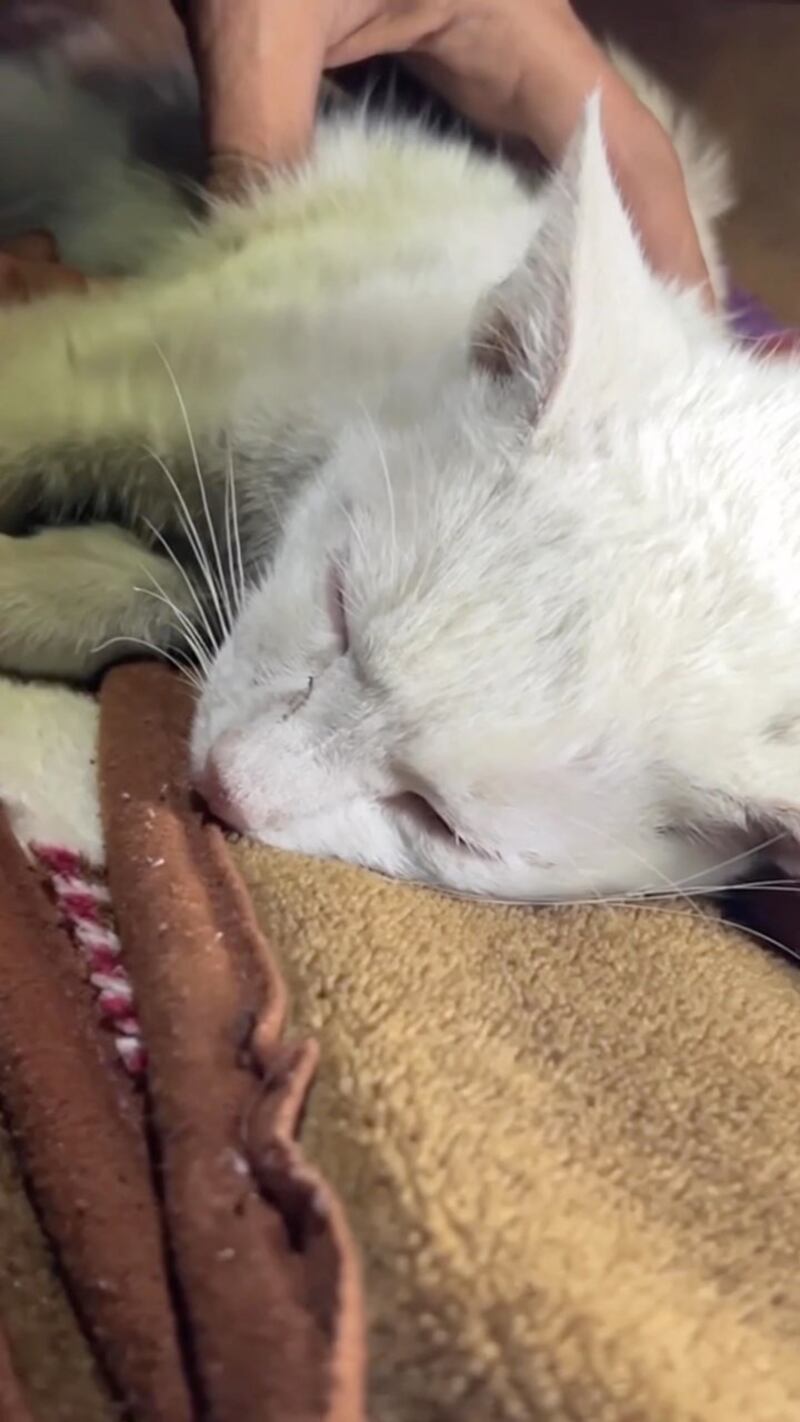 A cat pulled from the rubble being treated by vets at Haytap Sahra Hospital 