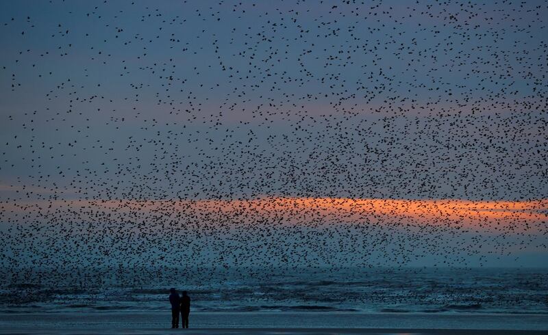 People watch a starling murmuration at dusk on the beach at Blackpool, England. Reuters