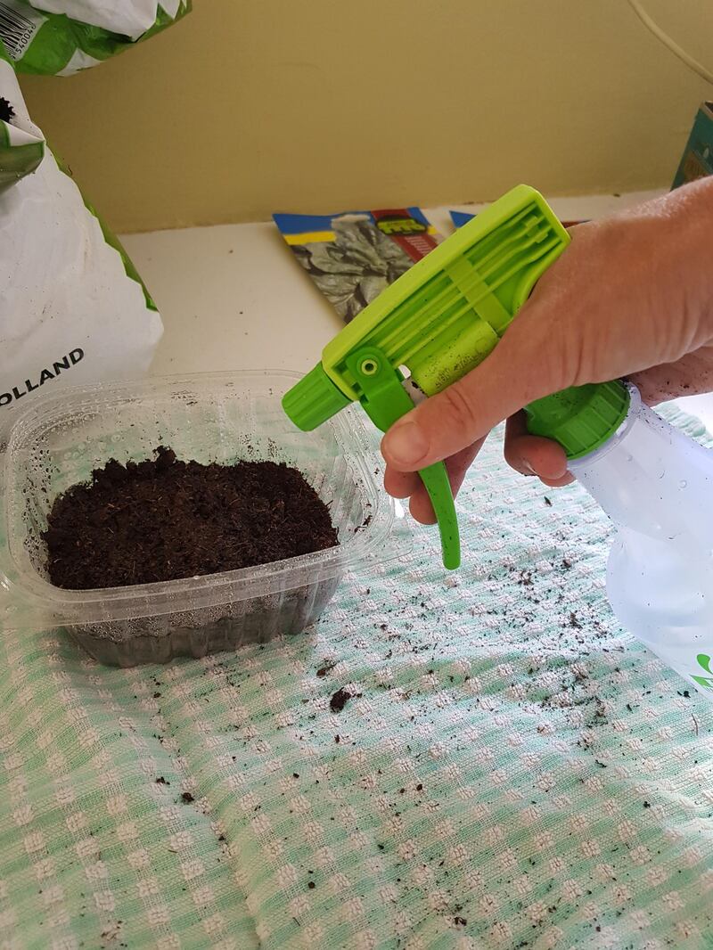 Step 3: Gently spray or splash water into the soil. It should be nicely damp rather than soaking wet.