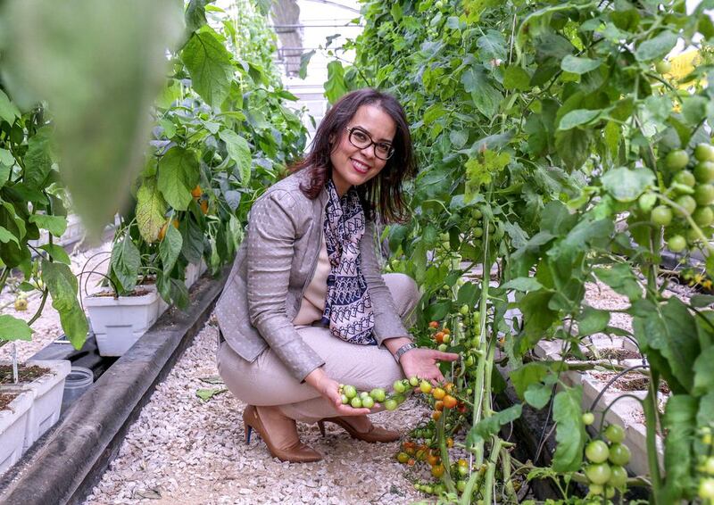 Dr Ismahane Elouafi, director general of the Dubai-based International Centre for Biosaline Agriculture, is a pioneer in dry agriculture, the practice of growing food with little water use. Victor Besa for The National