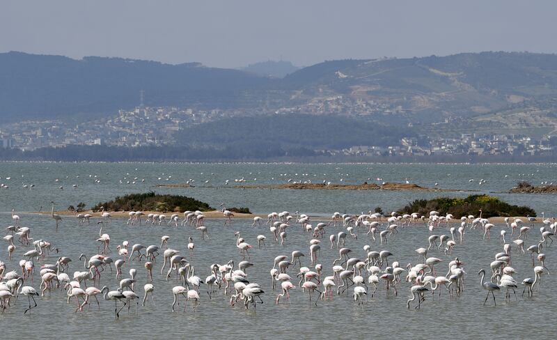 Pink flamingos feed in a lake in Gammarth. AFP