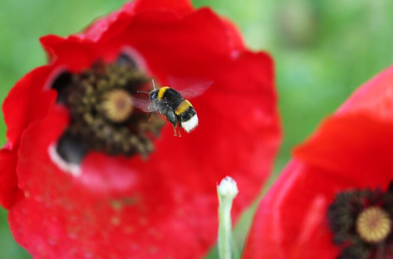 A bumblebee flies over a red poppy in Cologne, western Germany. Germany. AFP