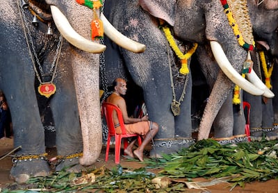 A mahout sits between elephants which are participating in festivities marking the annual harvest festival of Onam at a temple on the outskirts of Kochi, India, September 11, 2019. REUTERS/Sivaram V     TPX IMAGES OF THE DAY