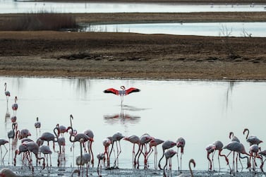 The flamingoes of Al Wathba reserve. Victor Besa / The National Section: NA Reporter: Haneen Dajani