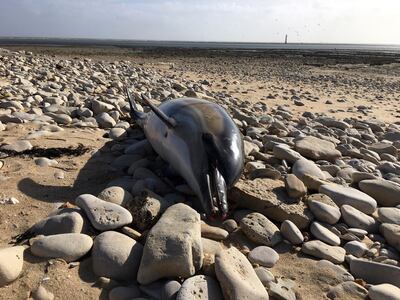 This photo taken on Feb. 10, 2019 and provided by the Observatoire Pelagis shows a dead dolphin on a shore of Rivedoux, RÃ© island on the Atlantic coast, western France. France has been shaken into action after a record number of dead dolphins have washed up on the countryâ€™s Atlantic coast this year, many clearly victims of industrial fishing. More than a 1,000 corpses, according to French marine researchers _ death toll that has alarmed animal welfare groups and prompted Franceâ€™s ecology minister to launch a national plan to protect them. (Helene Peltier, Observatoire Pelagis/CNRS/Universite de la Rochelle via AP)