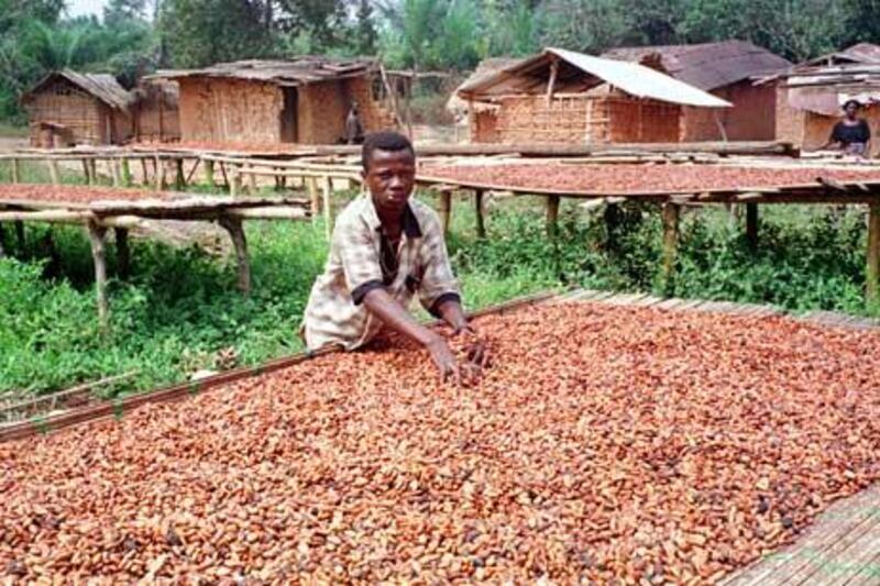 A young worker works in a cocoa farm. Ghana is renowned as a cocoa producer.