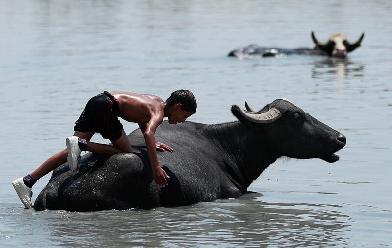 A child cools off his cattle to beat the heat in the Diyala waterway. AP Photo
