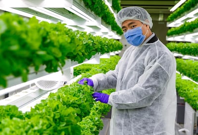 Abu Dhabi, United Arab Emirates, August 24, 2020.   
Sean Lee at the lettuce hydroponics farm at the Officers Club, Abu Dhabi.
Victor Besa /The National
Section:  NA
Reporter:  Anna Zacharias