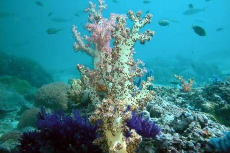 The coral reefs in Dibba have proven unusually resistant to climate change, but scientists are worried they may not be able to take much more. Reuters