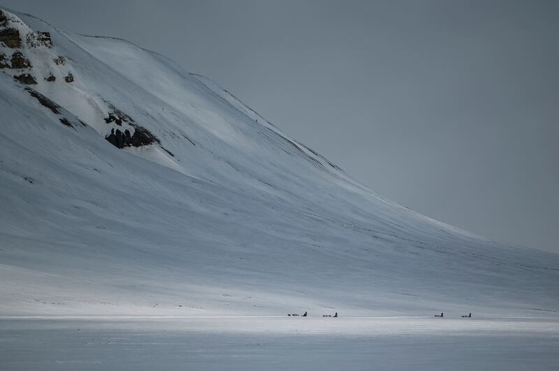 Sled dogs are pictured during a tour in Bolterdalen valley, located on Spitsbergen island in northern Norway.  AFP