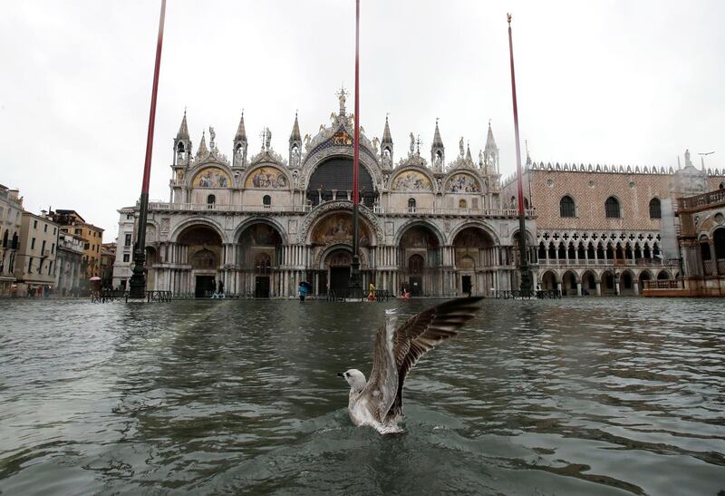 A seagull flies off the water in a flooded St Mark's Square, in Venice on November 12, 2019. AP