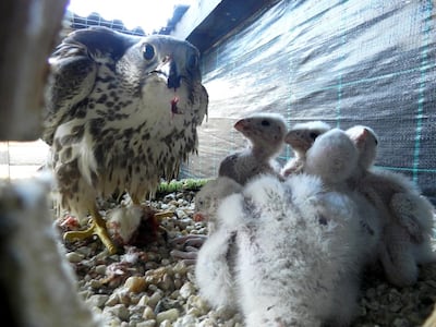 Saker chicks in Bulgaria are part of a recovery aided by EAD and the Mohammed bin Zayed Species Conservation Fund. Courtesy Green Balkans