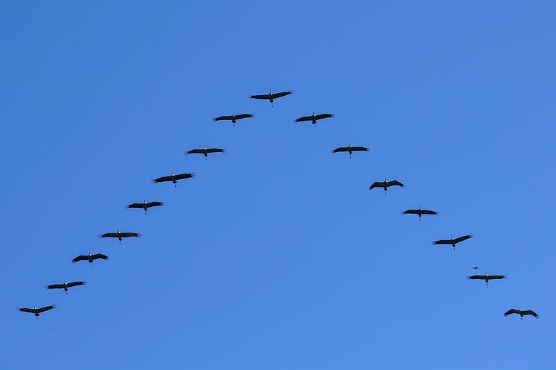 Gray cranes fly in a V-shape above the Hortobagy steppe, north-eastern Hungary. AP