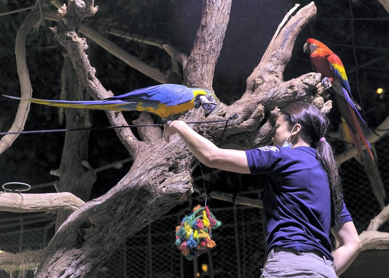 DUBAI, UNITED ARAB EMIRATES. 11 JUNE 2020. 
Parrots at Dubai Mall’s Aquarium and Underwater Zoo
(Photo: Reem Mohammed/The National)

Reporter:
Section: