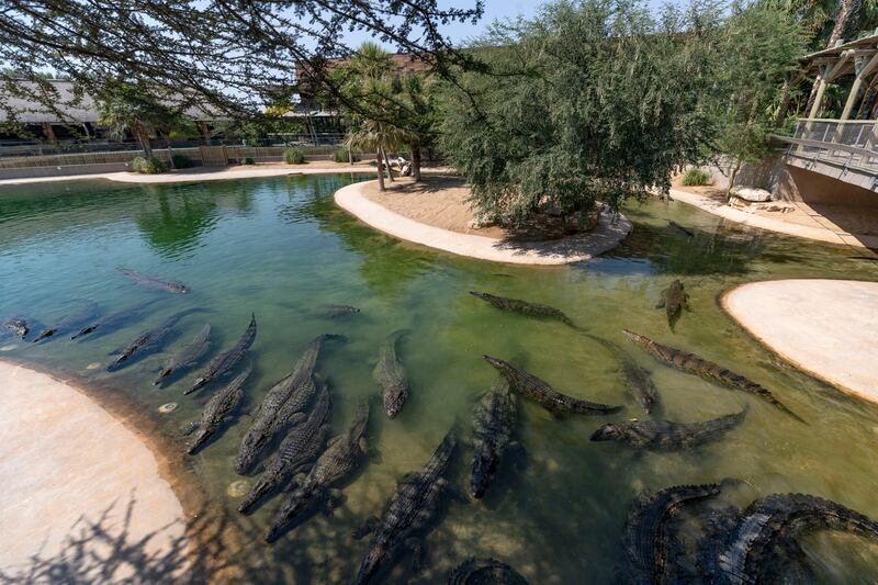 Dubai Crocodile Park's temperature-controlled water will ensure the attraction is open throughout the summer 