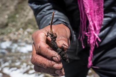 Yarsagumba, which means "winter worm" in Tibetan, is an unlikely combination of caterpillar and fungus. Stuart Butler