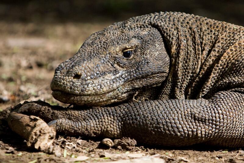 epa07478265 (FILE) - A Komodo dragon is seen at The Komodo Island National Park in East Nusa Tenggara, Indonesia, 02 December 2010 (reissued 01 April 2019). According to media reports on 01 April 2019, government officials in East Nusa Tenggara province have decided to close tourism activities on Komodo Island for one year, starting from January 2020. The temporary shutdown of Komodo Island -- a major tourist attraction inhabited by the endangered komodo dragon -- will allow a better preservation of the island's nature and environment. The measure is in response to reports of increasing smuggling of komodo dragons and their sale overseas.  EPA/MADE NAGI *** Local Caption *** 02476616