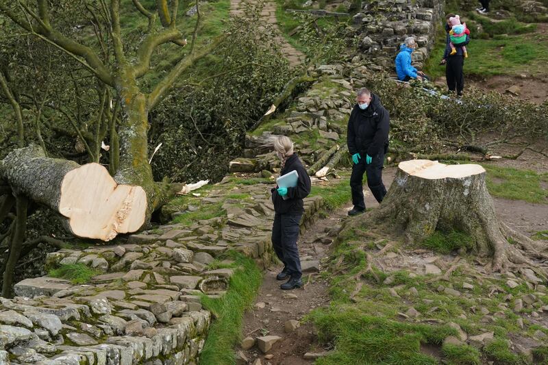 Forensic investigators from Northumbria Police examine the felled Sycamore Gap tree, on Hadrian's Wall in Northumberland.  PA Wire