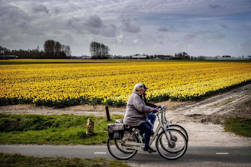 Cyclists ride past a field of daffodils in Lisse, Netherlands. AFP