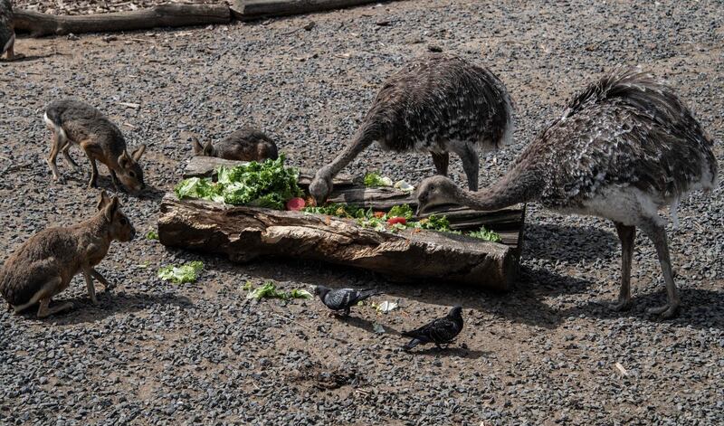 Darwin's rhea and mara gather to eat at the Paris Zoological Park.  AFP