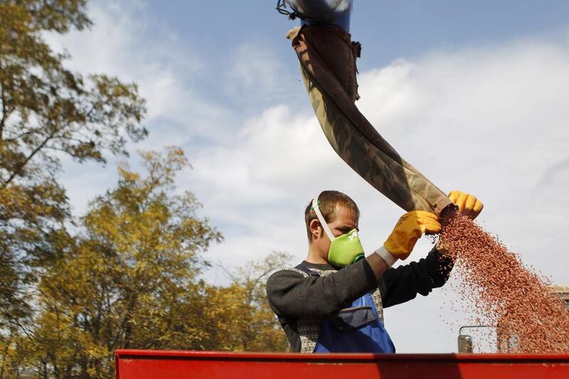 A man loads grain into a seeder before sowing a field. Eduard Korniyenko / Reuters