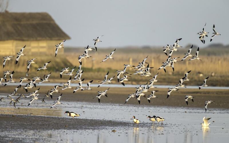 Avocet, pictured, wigeon, teal, shelduck, sandpiper, tern and grey plover – all these and more can be seen from the terrace of the Simon Aspinal Wildlife Education centre in Cley. Courtesy Paul Richards