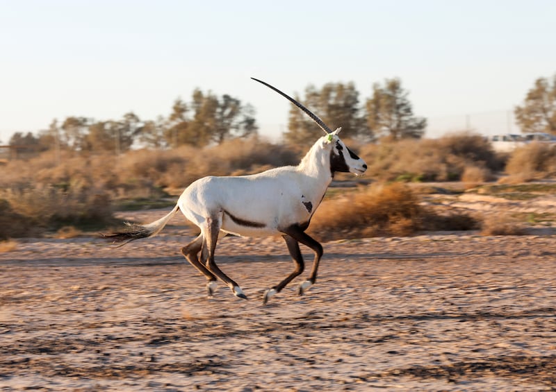 The Arabian oryx is on the UAE's latest Red List for endangered animals. Reuters
