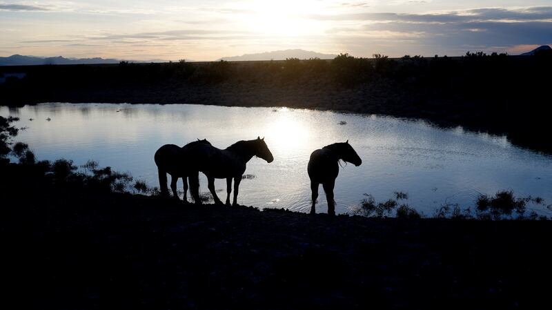 Nevada is home to about half of the horses roaming federal lands. AP