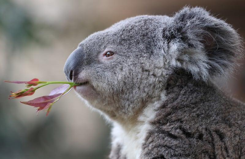 Koala bear Buddy eats eucalyptus at the Pairi Daiza wildlife park, a zoo and botanical garden in Brugelette, Belgium August 2, 2019. REUTERS/Yves Herman